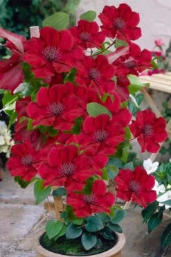 Nubia Clematis - 1 Gallon Pot -Garden Plants Shop clematis nubia 3