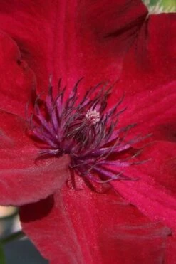 Nubia Clematis - 1 Gallon Pot -Garden Plants Shop clematis nubia 6