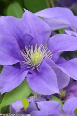Olympia Clematis - 1 Gallon Pot -Garden Plants Shop clematis olympia 5