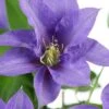 Olympia Clematis - 1 Gallon Pot 1 Olympia Clematis - 1 Gallon Pot -Garden Plants Shop clematis olympia 8