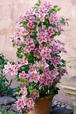 Piilu Clematis (Little Duckling) - 1 Gallon Pot 11 Piilu Clematis (Little Duckling) - 1 Gallon Pot -Garden Plants Shop clematis piilu 3