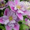 Piilu Clematis (Little Duckling) - 1 Gallon Pot -Garden Plants Shop clematis piilu 4