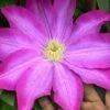 Pink Champagne Clematis - 1 Gallon Pot -Garden Plants Shop clematis pink champagne 10
