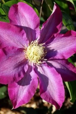 Pink Champagne Clematis - 1 Gallon Pot -Garden Plants Shop clematis pink champagne 2