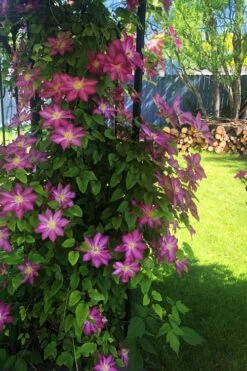 Pink Champagne Clematis - 1 Gallon Pot -Garden Plants Shop clematis pink champagne 4