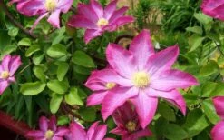 Pink Champagne Clematis - 1 Gallon Pot -Garden Plants Shop clematis pink champagne 8