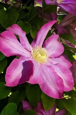 Pink Champagne Clematis - 1 Gallon Pot -Garden Plants Shop clematis pink champagne 9