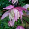 Pink Flamingo Clematis - 1 Gallon Pot -Garden Plants Shop clematis pink flamingo 8