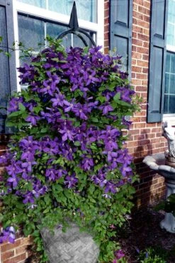Polish Spirit Clematis - 1 Gallon Pot -Garden Plants Shop clematis polish spirit 10