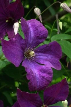 Polish Spirit Clematis - 1 Gallon Pot -Garden Plants Shop clematis polish spirit 2