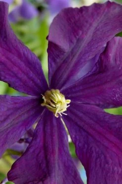Polish Spirit Clematis - 1 Gallon Pot -Garden Plants Shop clematis polish spirit 5