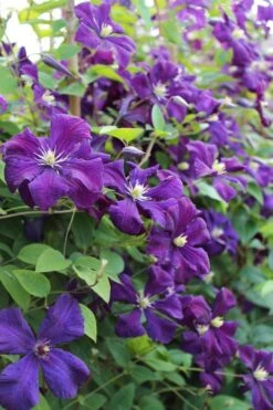 Polish Spirit Clematis - 1 Gallon Pot -Garden Plants Shop clematis polish spirit 6
