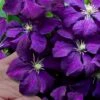 Polish Spirit Clematis - 1 Gallon Pot -Garden Plants Shop clematis polish spirit 9