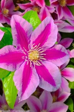 Poseidon Clematis - 1 Gallon Pot -Garden Plants Shop clematis poseidon 12