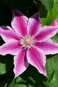 Poseidon Clematis - 1 Gallon Pot -Garden Plants Shop clematis poseidon 9
