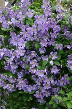 Prince Charles Clematis - 1 Gallon Pot -Garden Plants Shop clematis prince charles 1