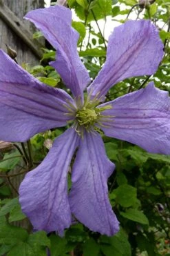 Prince Charles Clematis - 1 Gallon Pot -Garden Plants Shop clematis prince charles 4
