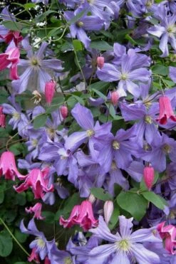 Prince Charles Clematis - 1 Gallon Pot -Garden Plants Shop clematis prince charles 6