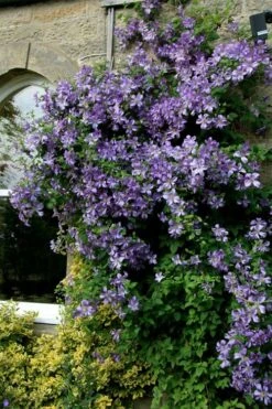 Prince Charles Clematis - 1 Gallon Pot -Garden Plants Shop clematis prince charles 9