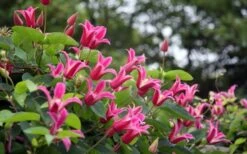 Princess Diana Clematis - 1 Gallon Pot -Garden Plants Shop clematis princess diana 1