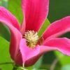 Princess Diana Clematis - 1 Gallon Pot -Garden Plants Shop clematis princess diana 2