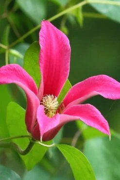 Princess Diana Clematis - 1 Gallon Pot -Garden Plants Shop clematis princess diana 3