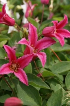 Princess Diana Clematis - 1 Gallon Pot -Garden Plants Shop clematis princess diana 4