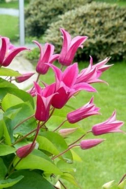 Princess Diana Clematis - 1 Gallon Pot -Garden Plants Shop clematis princess diana 5