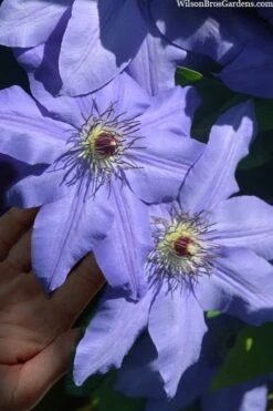 Ramona Clematis - 1 Gallon Pot -Garden Plants Shop clematis ramona 15