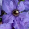 Ramona Clematis - 1 Gallon Pot -Garden Plants Shop clematis ramona 19