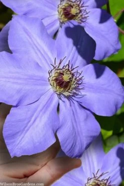 Ramona Clematis - 1 Gallon Pot -Garden Plants Shop clematis ramona 9