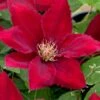 Rebecca Clematis - 1 Gallon Pot -Garden Plants Shop clematis rebecca 11