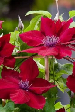 Rebecca Clematis - 1 Gallon Pot -Garden Plants Shop clematis rebecca 4