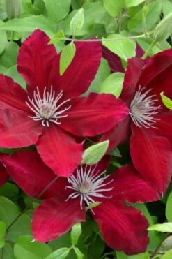 Rebecca Clematis - 1 Gallon Pot -Garden Plants Shop clematis rebecca 5