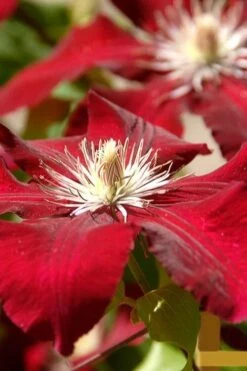 Rebecca Clematis - 1 Gallon Pot -Garden Plants Shop clematis rebecca 6