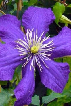 Rhapsody Clematis - 1 Gallon Pot -Garden Plants Shop clematis rhapsody 3
