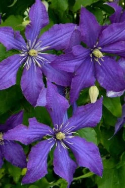 Rhapsody Clematis - 1 Gallon Pot -Garden Plants Shop clematis rhapsody 4