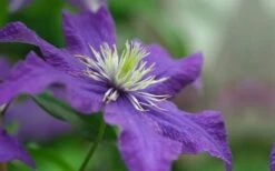 Rhapsody Clematis - 1 Gallon Pot -Garden Plants Shop clematis rhapsody 5