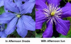 Rhapsody Clematis - 1 Gallon Pot -Garden Plants Shop clematis rhapsody 9
