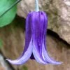 Roguchi Clematis - 1 Gallon Pot -Garden Plants Shop clematis roguchi 16