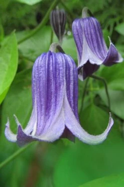 Roguchi Clematis - 1 Gallon Pot -Garden Plants Shop clematis roguchi 6