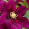 Rosemoor Clematis - 1 Gallon Pot -Garden Plants Shop clematis rosemoor 4