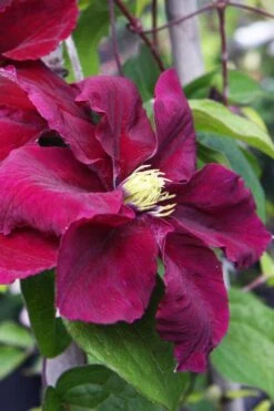 Rosemoor Clematis - 1 Gallon Pot -Garden Plants Shop clematis rosemoor 5