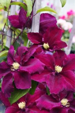 Rosemoor Clematis - 1 Gallon Pot -Garden Plants Shop clematis rosemoor 6