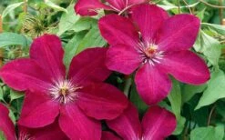Rouge Cardinal Clematis - 1 Gallon Pot -Garden Plants Shop clematis rouge cardinal 2