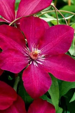 Rouge Cardinal Clematis - 1 Gallon Pot -Garden Plants Shop clematis rouge cardinal 3
