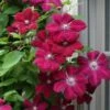 Rouge Cardinal Clematis - 1 Gallon Pot 2 Rouge Cardinal Clematis - 1 Gallon Pot -Garden Plants Shop clematis rouge cardinal 7