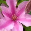 Sally Clematis - 1 Gallon Pot