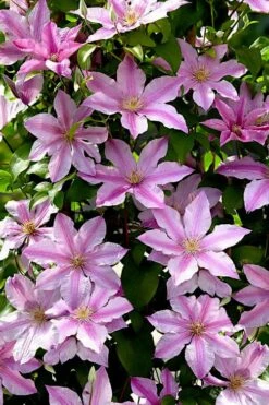 Sally Clematis - 1 Gallon Pot -Garden Plants Shop clematis sally 22