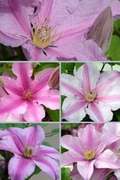 Sally Clematis - 1 Gallon Pot -Garden Plants Shop clematis sally 24